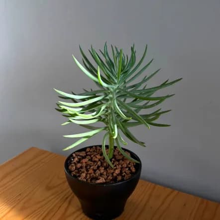 ¡Una joyita botánica con un color verdaderamente único! Este Senecio Pino Azul destaca por su forma de mini pinito y sus hojas carnosas de un tono azulado y grisáceo que cautiva a primera vista.