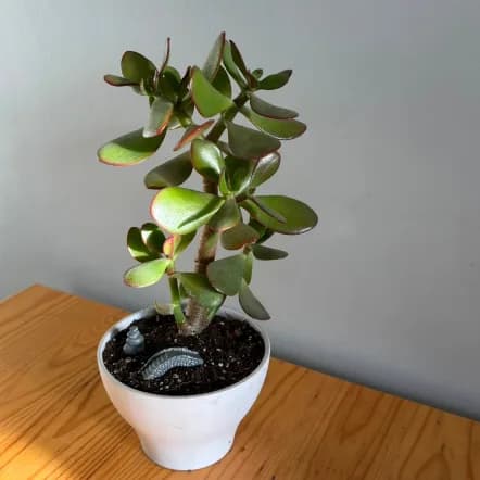 Árbol de Jade