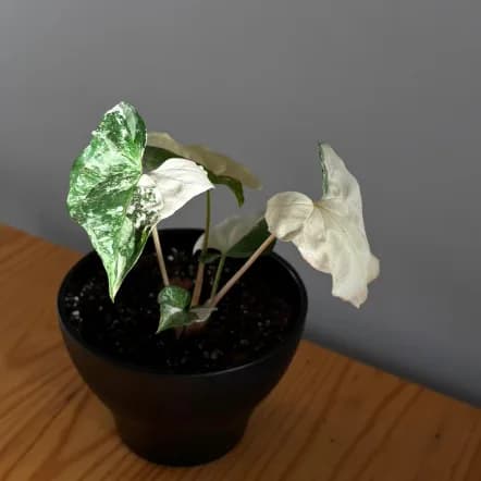 Syngonium Albo Variegado