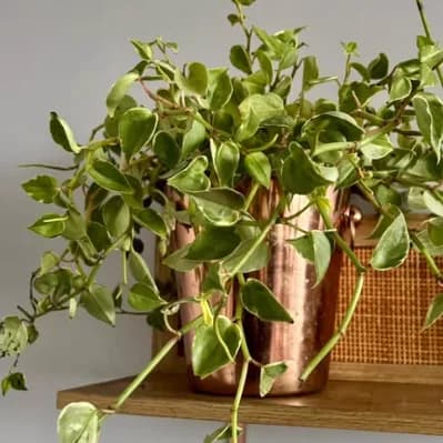 Peperomia Glabella Variegada