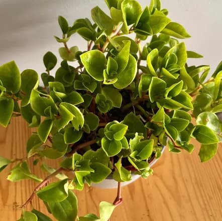 Peperomia Obtusifolia 'Lemon'